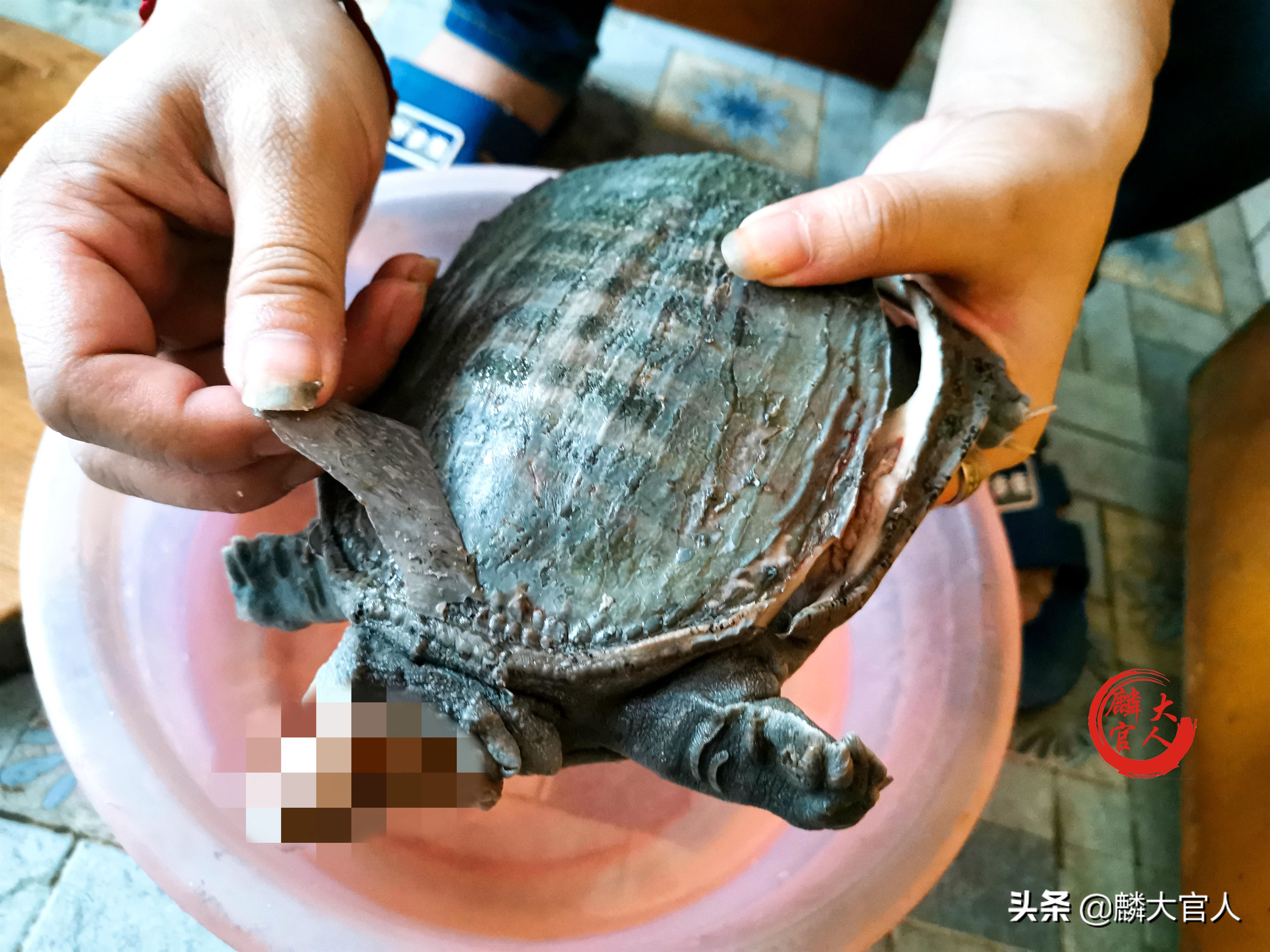 甲鱼怎么杀？具体怎么做才好吃？牢记“这3招”，甲鱼香浓又下饭