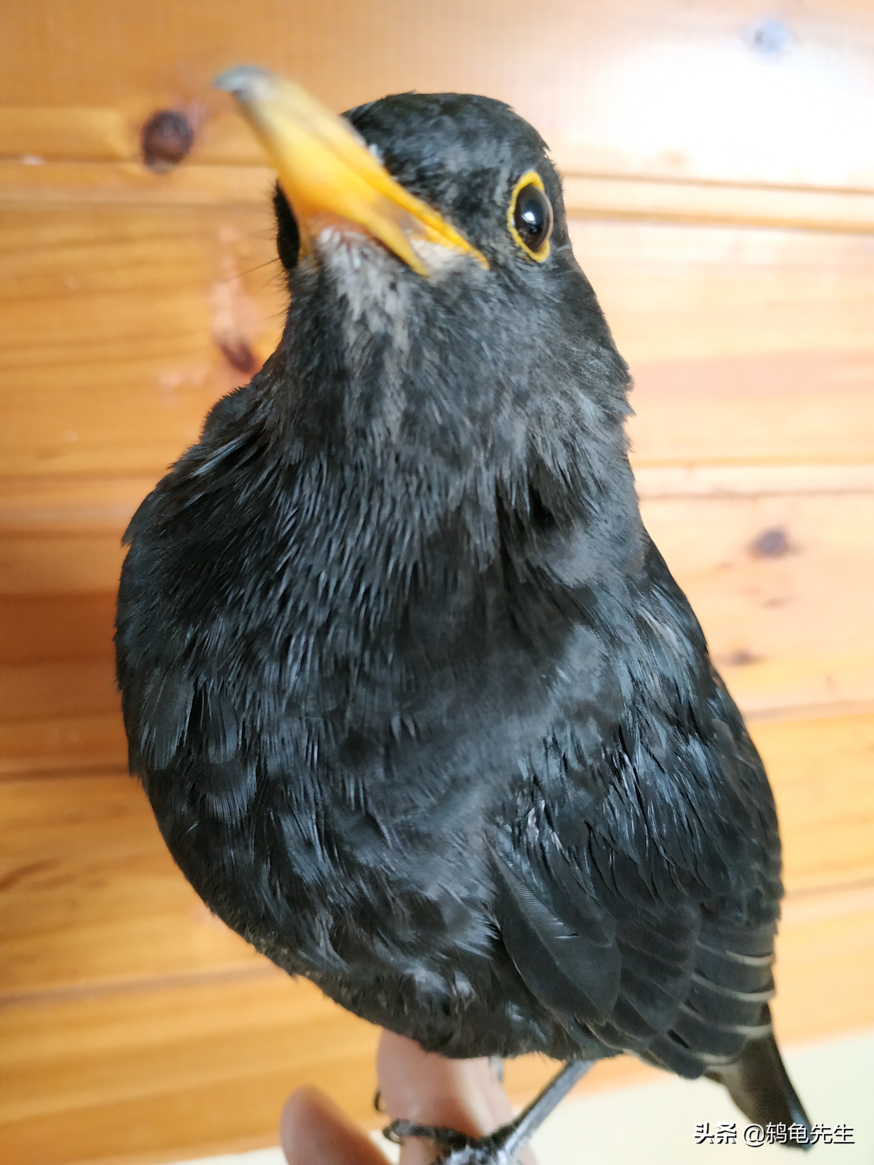 乌鸫雏鸟公母分辨图解(掌握这3点特征快速区分乌鸫公母)