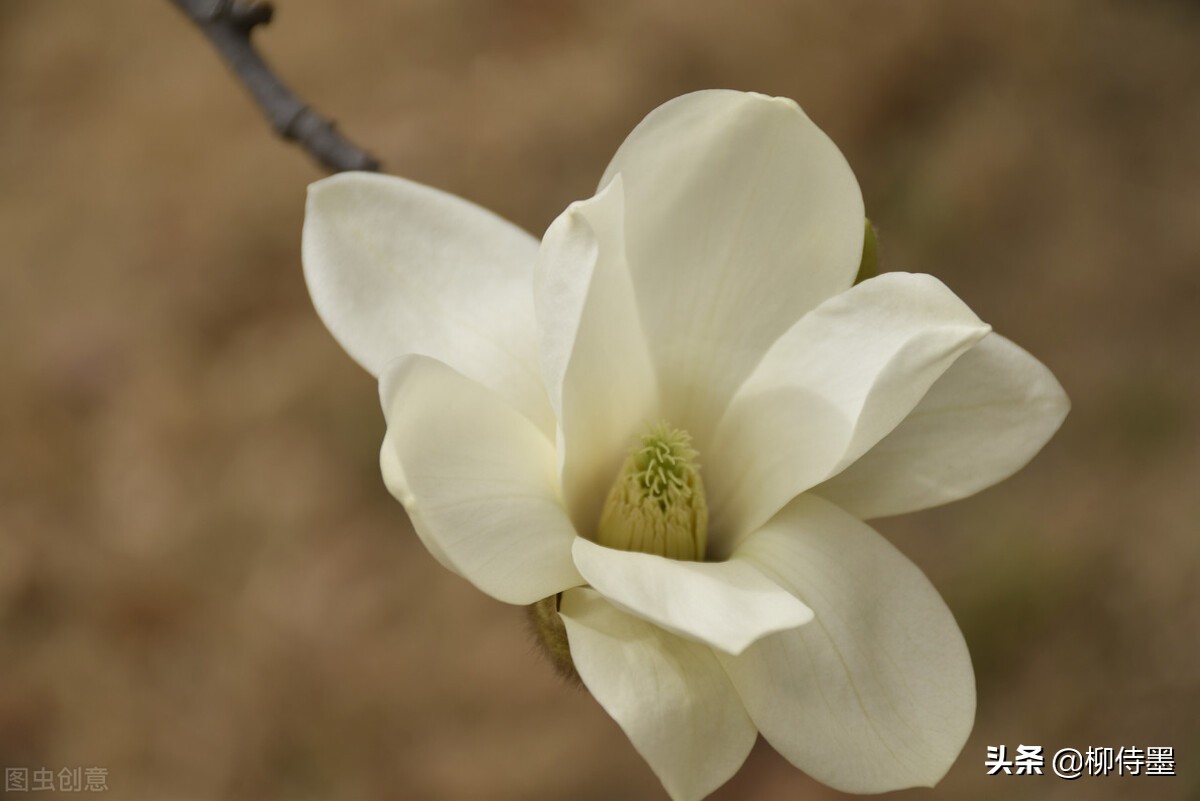 紫玉兰花图片(点评20张玉兰花照片) - 赤虎壹号