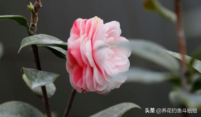 新手想养茶花，必须掌握这三个技巧，长势迅猛，开花一茬接一茬