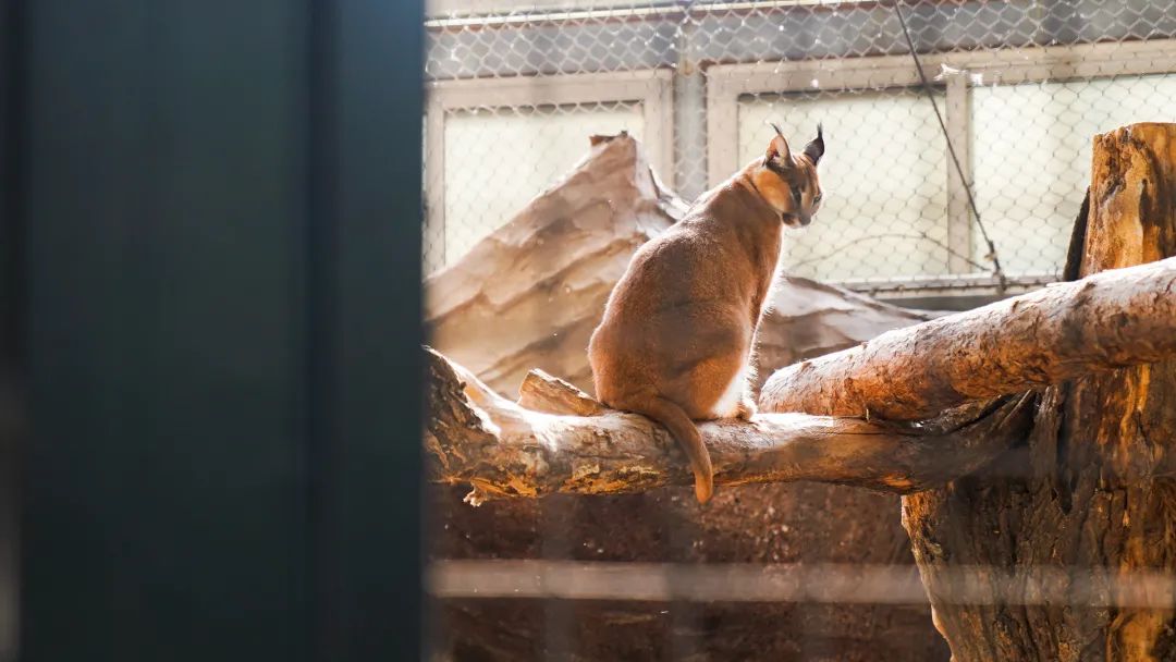 北京動物園獅虎山建於上世紀五十年代,是北京動物園的地標建築之一