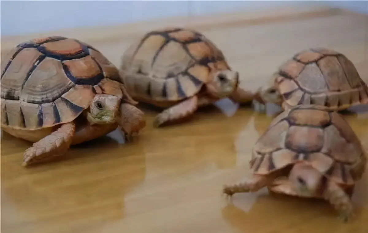 乌龟的种类图片及名称（乌龟的品种图片）