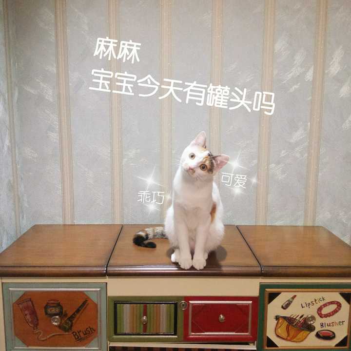 2021进口猫粮选购指南和品牌推荐