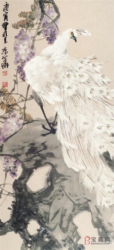 高贵,冷艳的白孔雀