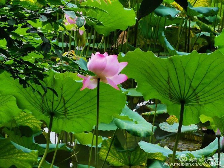 一花一世界：映日荷花别样红