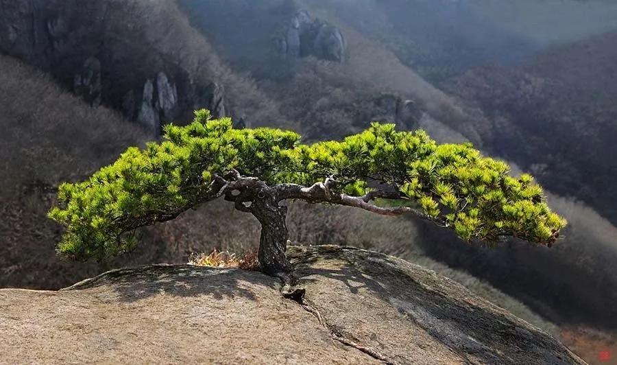 松树的姿态图片