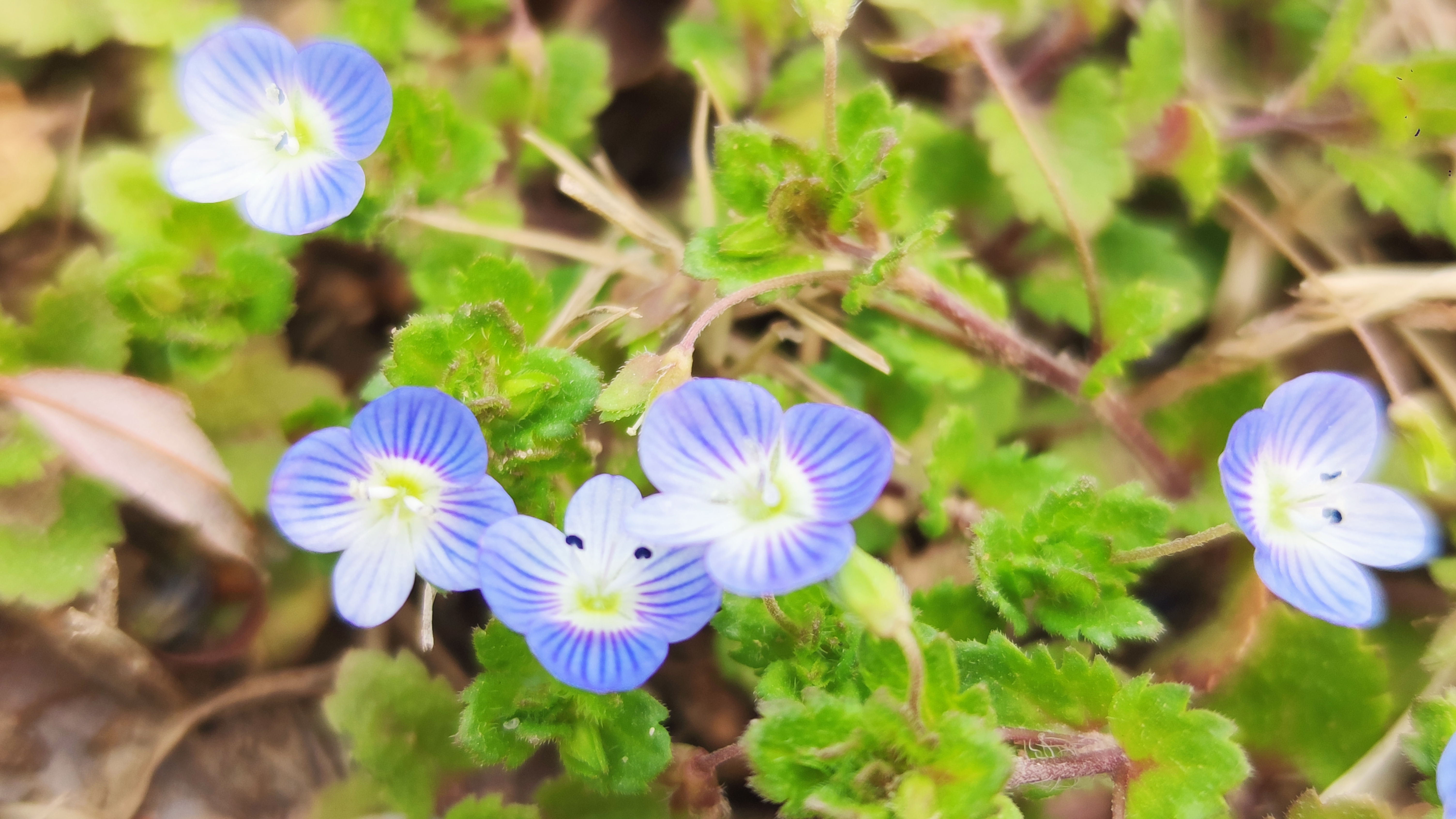 开封春季赏花最新攻略：古典、繁盛、烂漫、娴静、端庄的不同春色