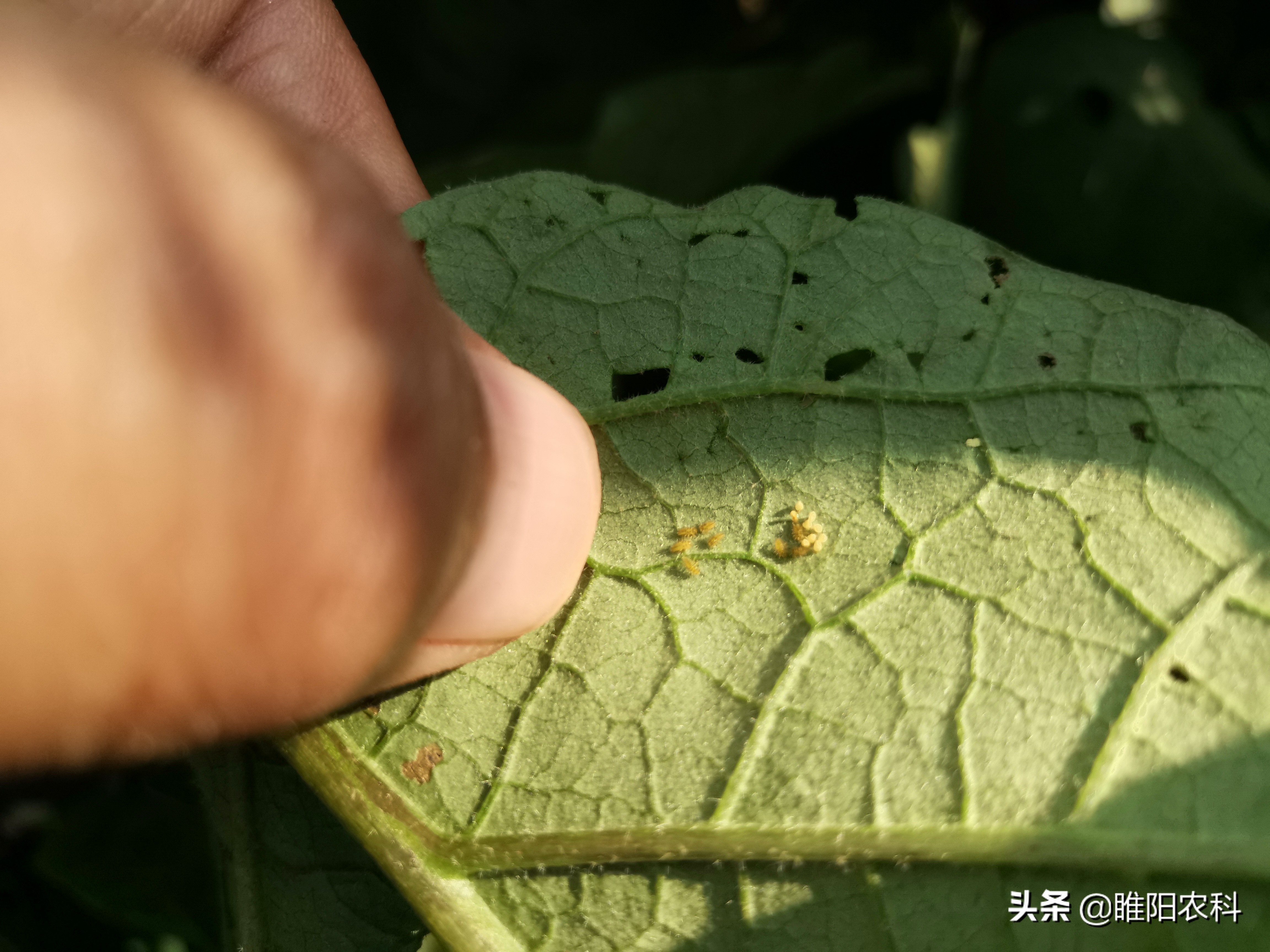 七星瓢虫的资料,七星瓢虫的资料简介