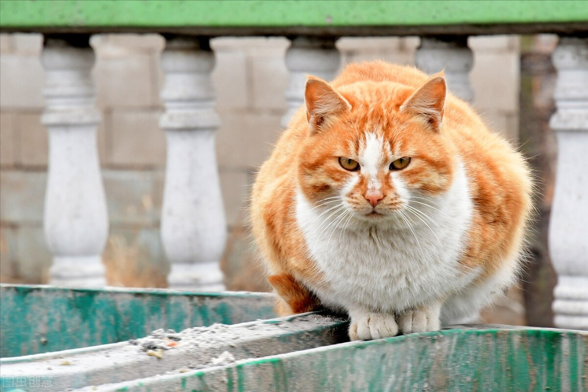 大学请不要养宠物