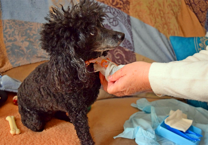 狗狗把自己烫伤后，记住不能用牙膏紧急处理，主人应学会正确方法