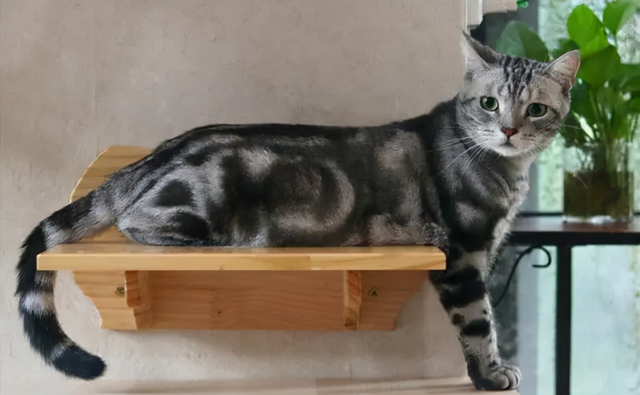 美短"乖巧"的5个表现,占3个以上,说明你这猫养对了