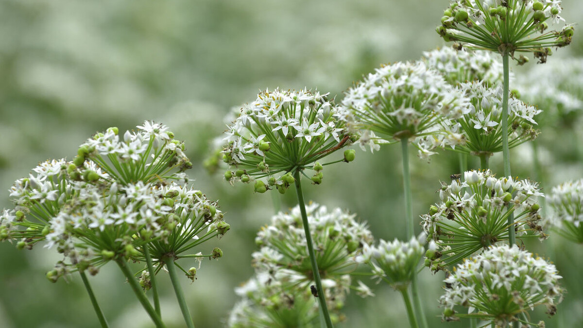 一畦春韭绿，十里稻花香。邂逅诗意的韭菜，品岁月静好