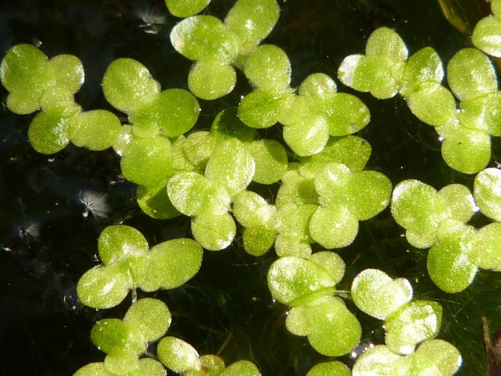 在天津,福建叫田萍;在天津,江西叫浮萍草;在江西叫水浮萍,水萍草等