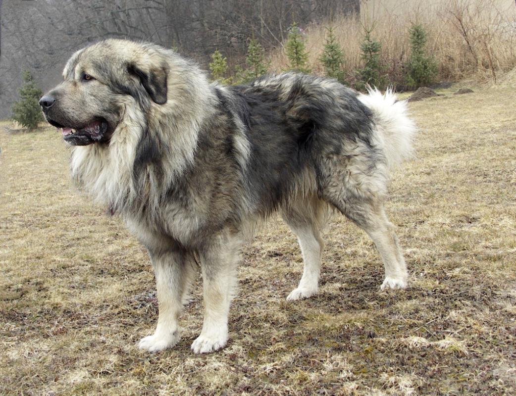 世界最大的犬科动物高加索犬，能够击败北美灰狼吗？