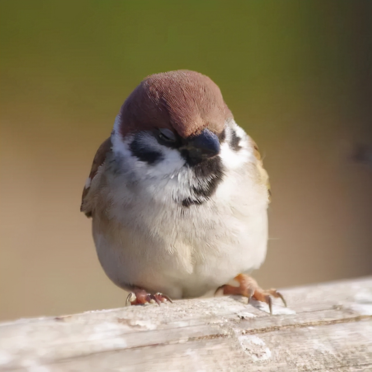 我国本土麻雀去哪了?随处可见的麻雀竟然都是进口的