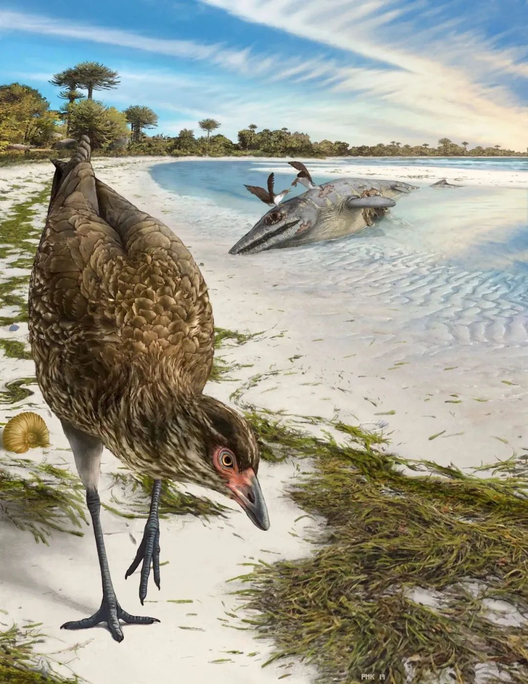 鸟类的祖先是什么（科学家发现最早现生鸟类祖先神奇鸡）