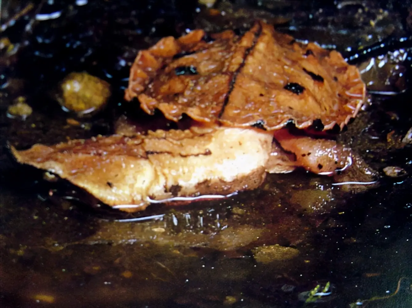 乌龟的种类图片及名称（乌龟的品种图片）