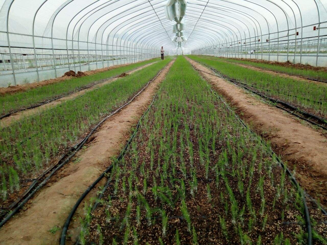 芦笋种植技术(芦笋高产栽培技术教给你,掌握这个几个技巧,芦笋增产也