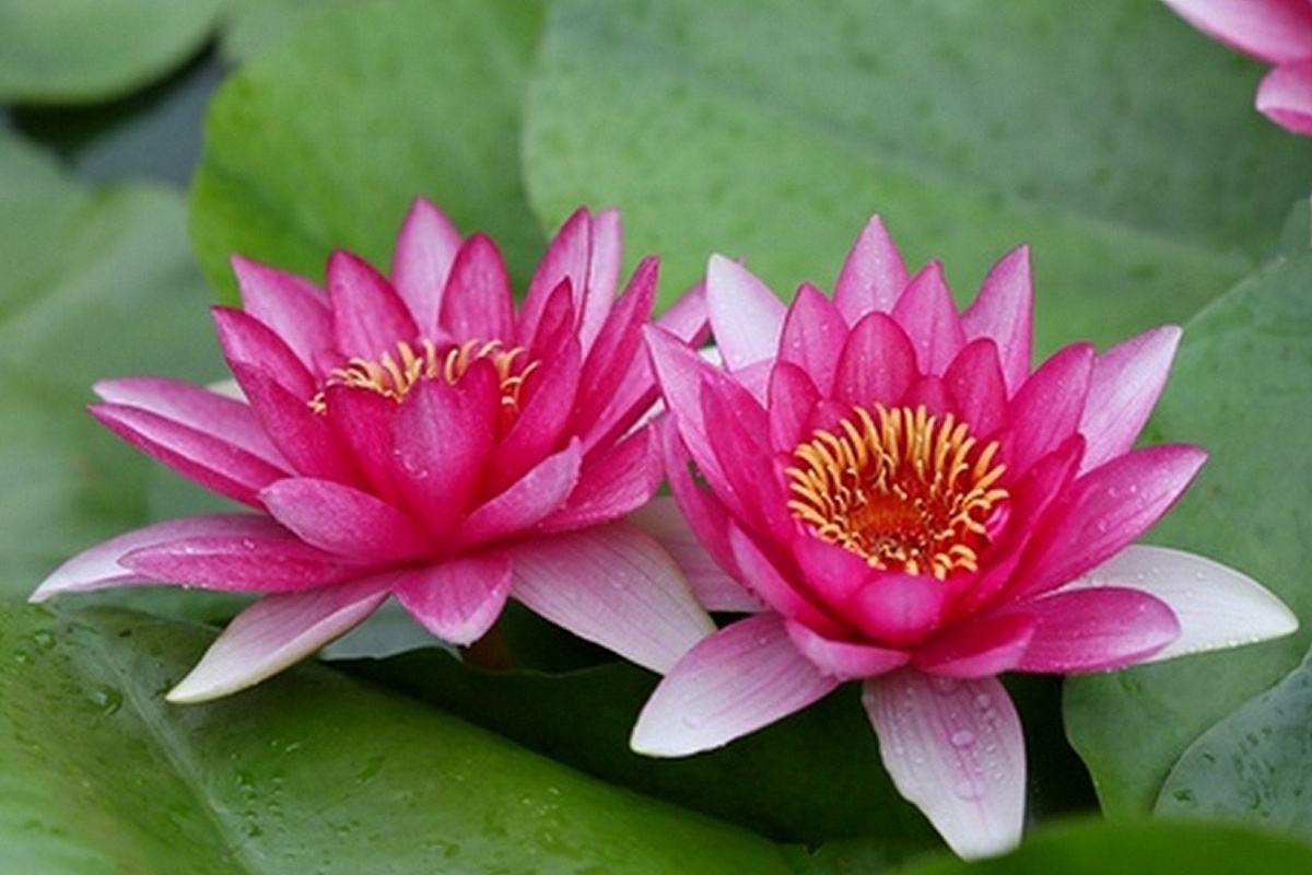 两朵花代表什么意思(详解两朵花象征的寓意)