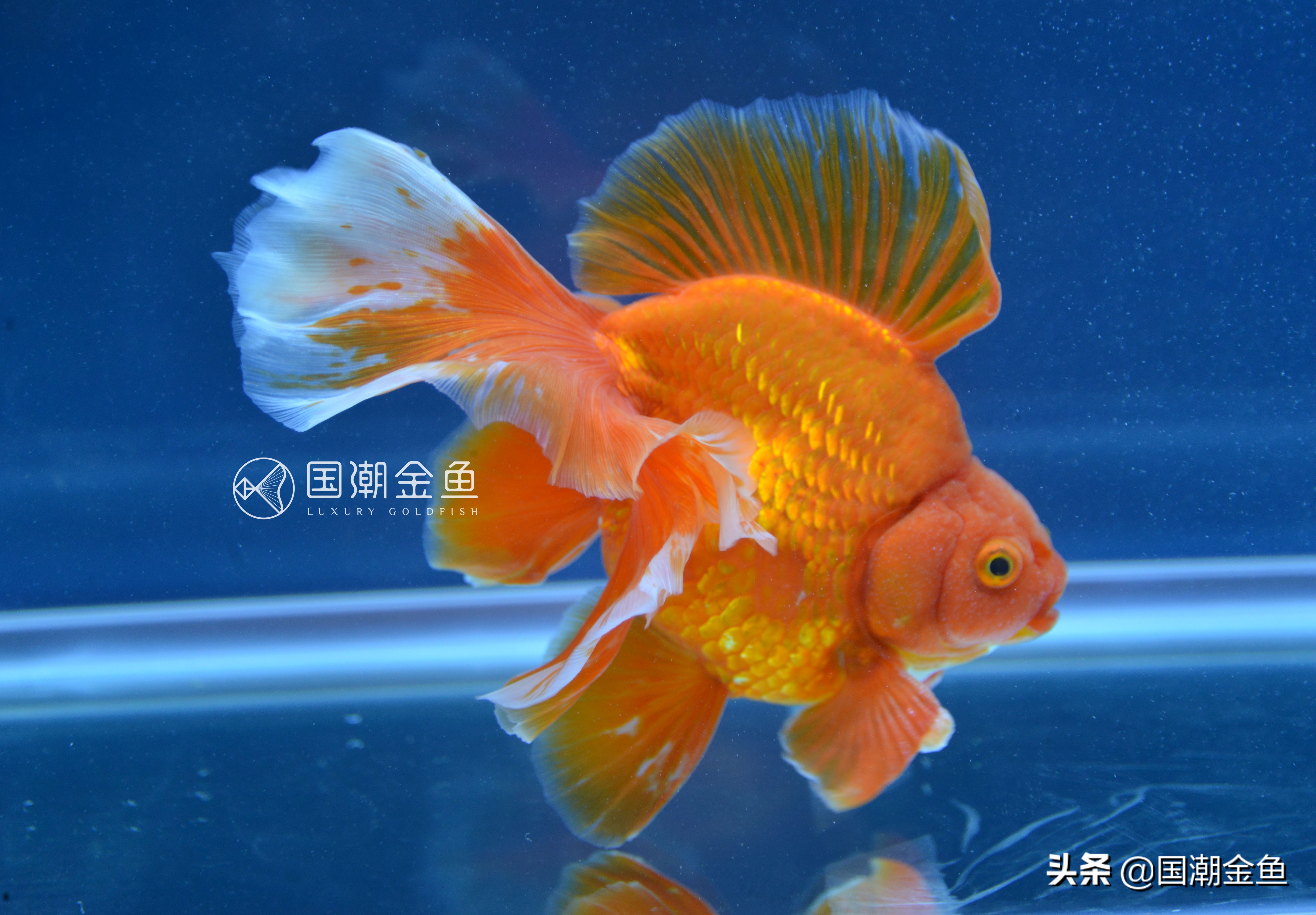 十大好养的金鱼品种 ——金鱼饲养难易程度排名(下)