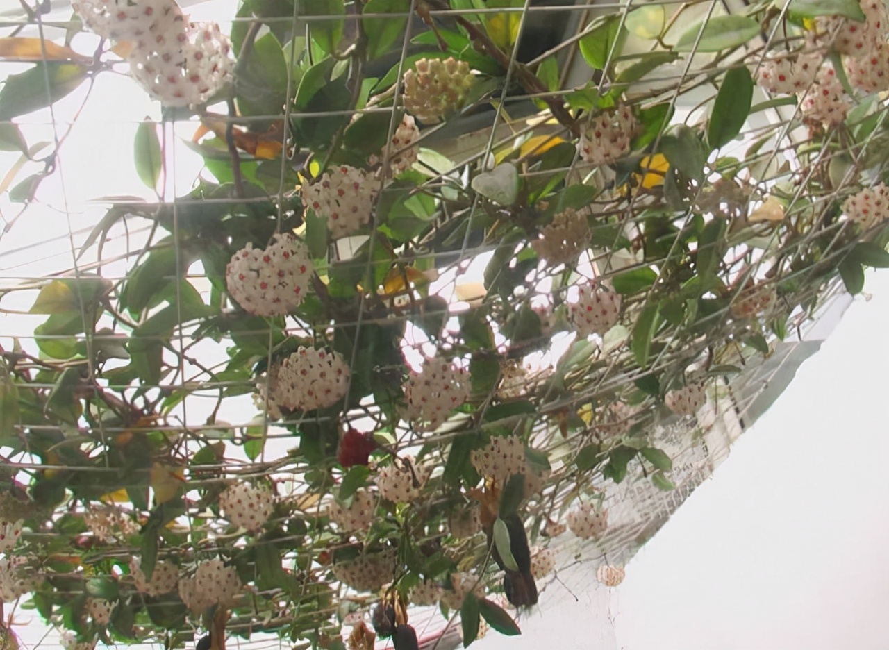 阳台没窗帘，就养这“4种”植物，能遮阳还能增湿，养1盆就能行