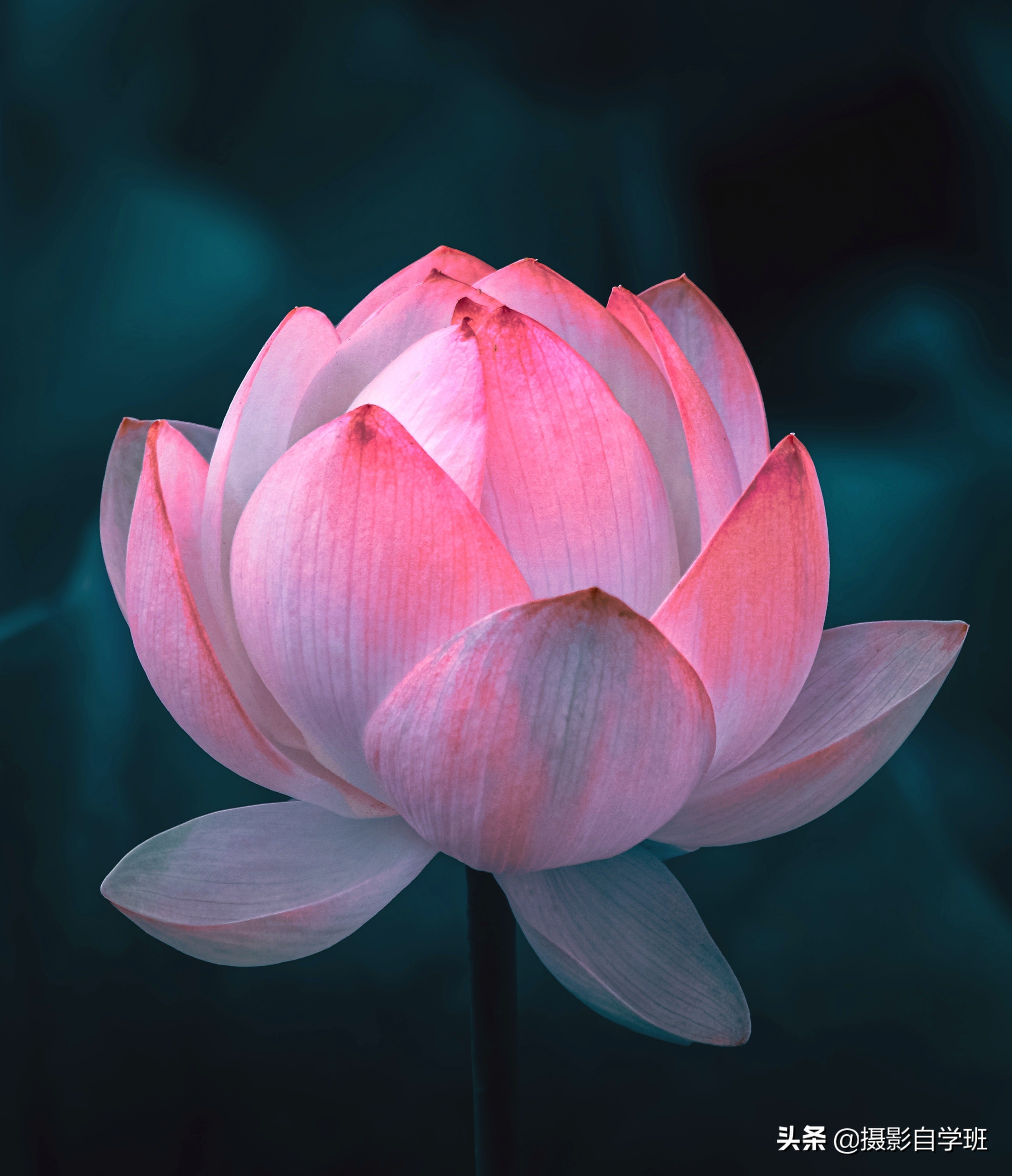 用9组正反对比,20张荷花照片,告诉你拍荷花如何避坑,会更好看