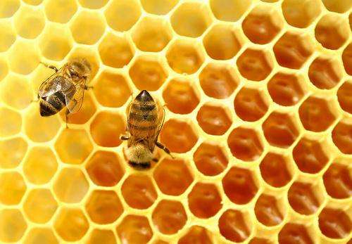 蜂胶能与中药、西药一起服用吗？