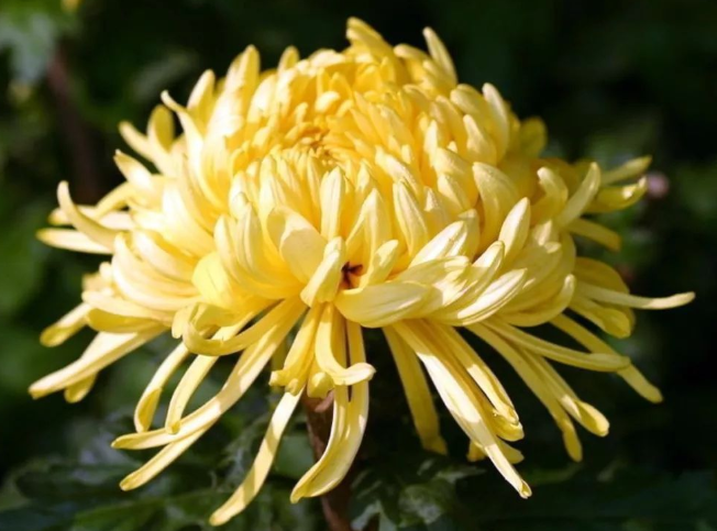 五年级上册《落花生》借物喻人仿写范例，秋之美，怎么能少了它？