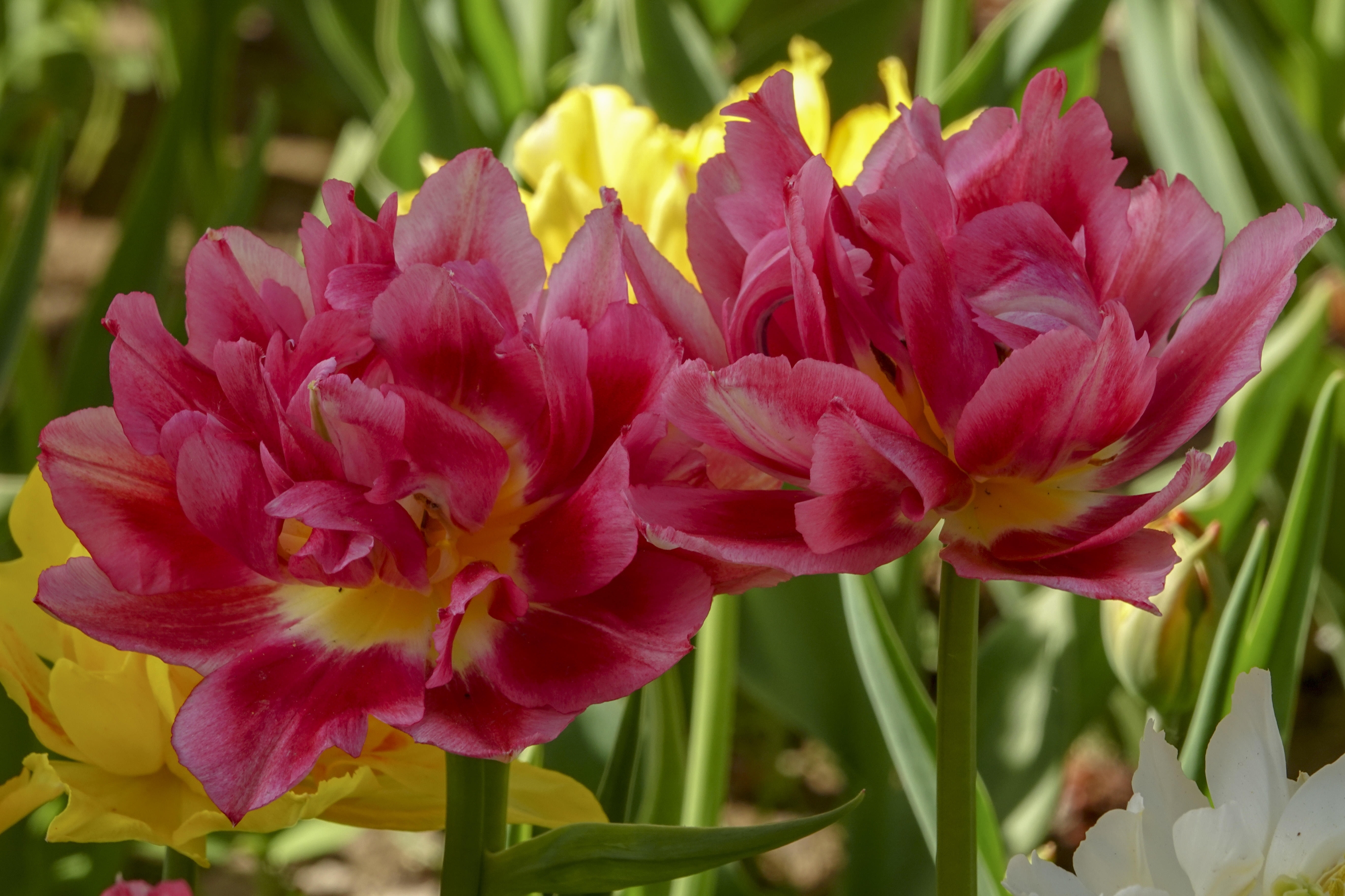 品种大全丨郁金香种植季,50款郁金香惊艳来袭 每一款都有独特名字