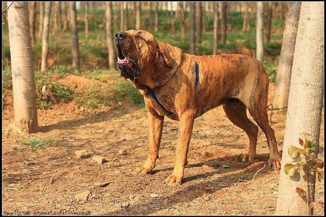 最凶猛的狗，世界十大恶犬排行榜！世界第一猛犬有多厉害？