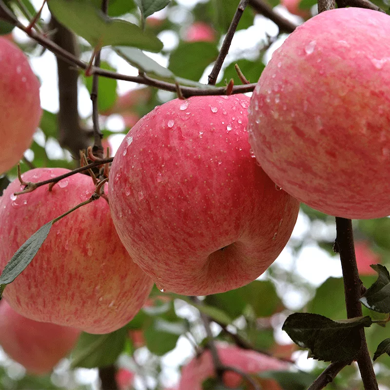 洛川苹果图片(洛川的苹果熟了) - 赤虎壹号