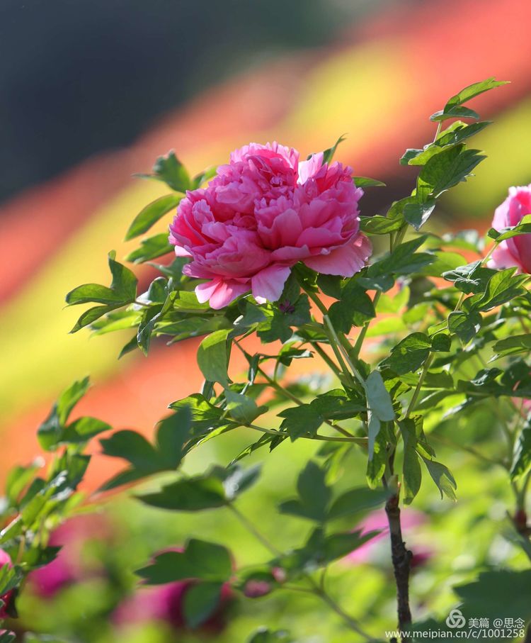 牡丹花洛阳红图片欣赏_洛阳牡丹花图片 风景图片 - 励志人生