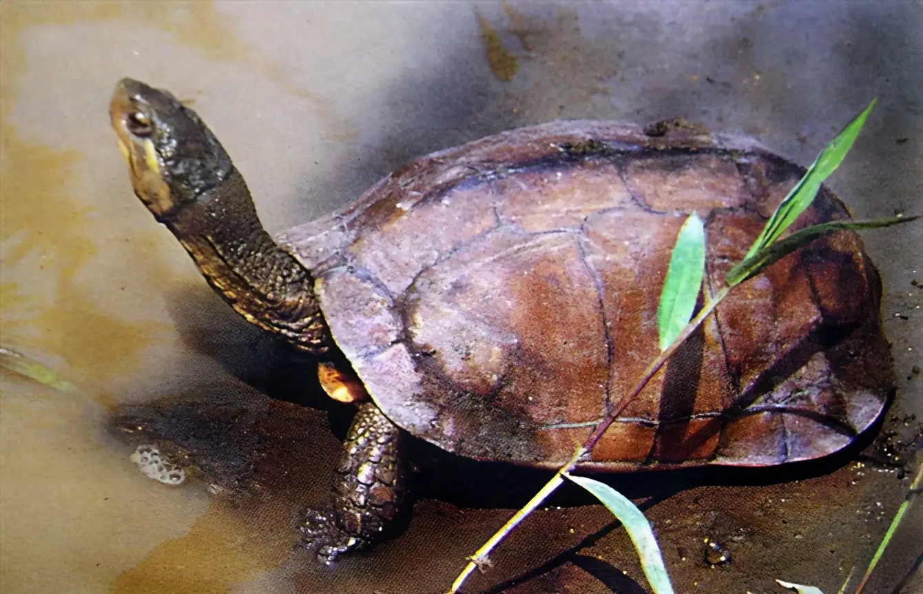 乌龟的种类图片及名称（乌龟的品种图片）