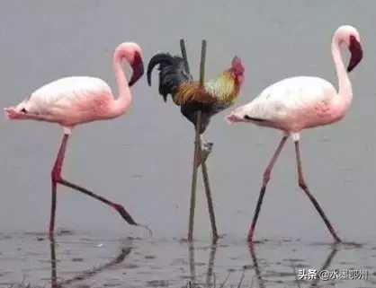 成语故事会——鹤立鸡群