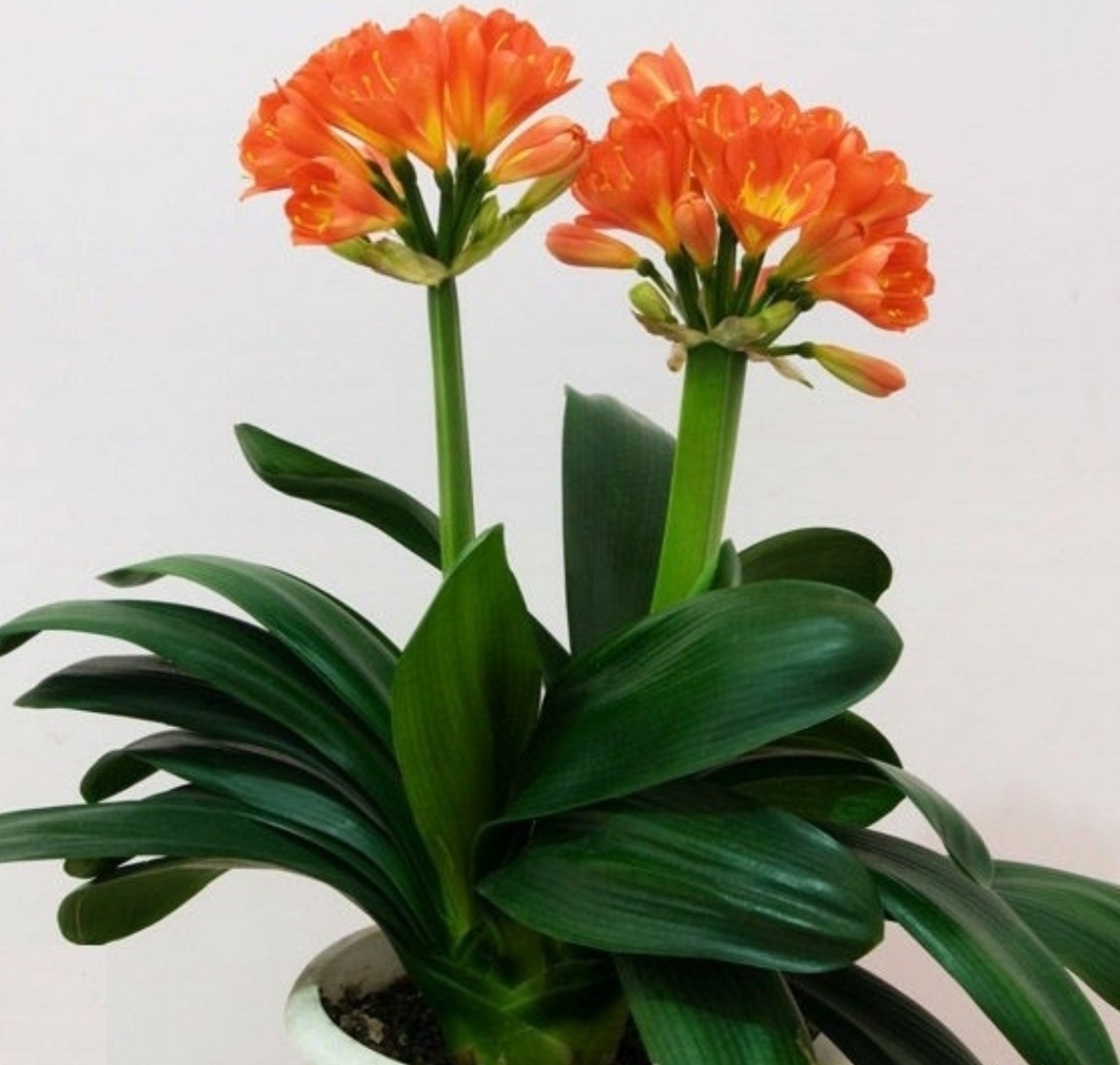 家里阳光少,选8种"喜阴花卉",既好养开花又漂亮花卉植物生长开花都离