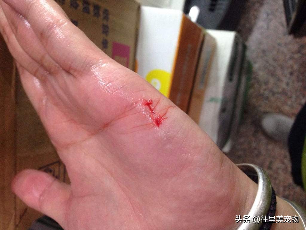 您的理解，对于宠物美容师来说，是她们前行的动力