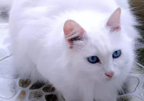 一只狸花猫在国外能卖上万元,你还觉得中华田园猫不值钱吗?