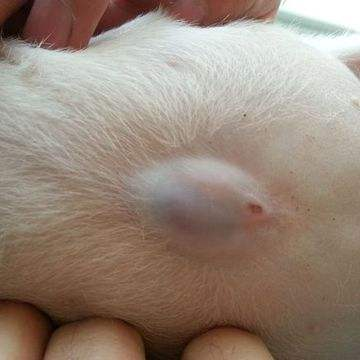 狗狗脐疝,错过了这6个月自愈期,疝孔严重后只能手术治疗