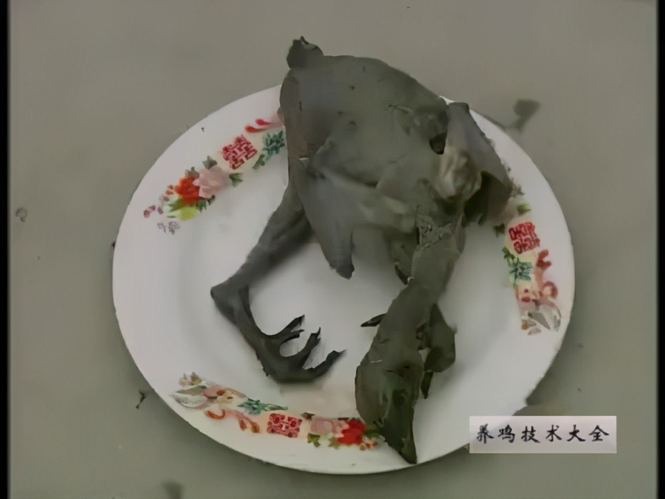 养鸡技术大全视频教材鸡品种介绍二：黑凤乌鸡