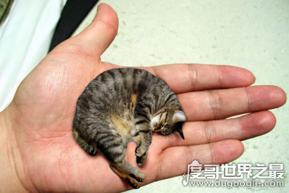 世界上最小的猫，皮堡斯获吉尼斯纪录认证(体重只有3个鸡蛋重)