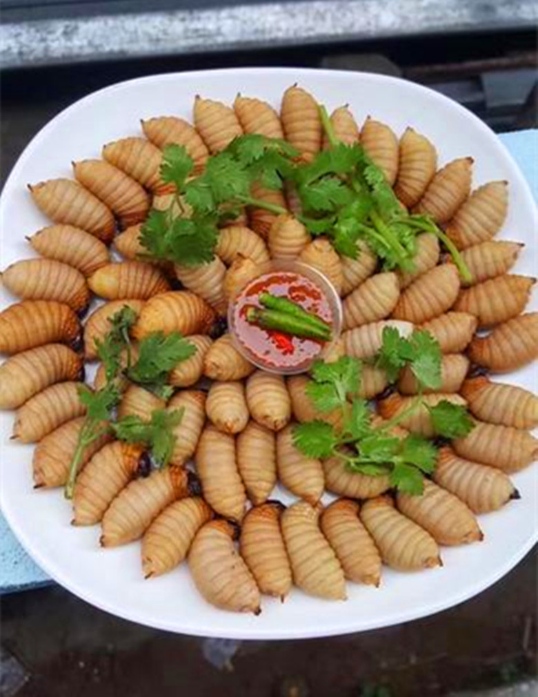 竹林里的这种虫子,如今一斤可卖50元,人工养殖前景如何呢?