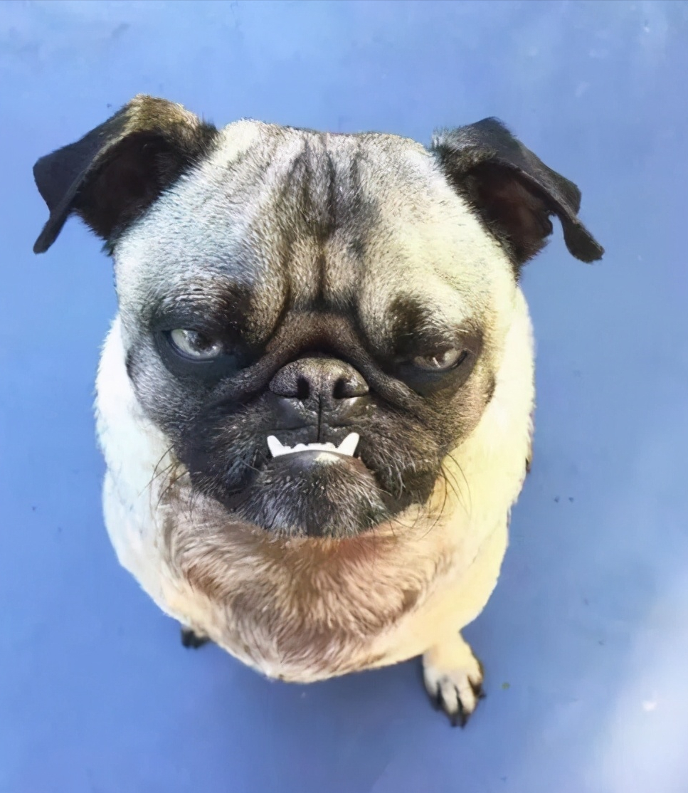 盘点巴哥的六个优缺点