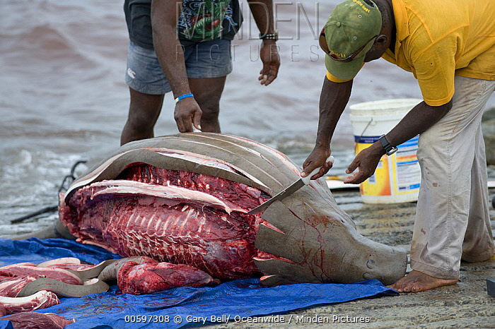 儒艮为什么叫美人鱼(儒艮为什么叫美人鱼鹦鹉螺还存在吗)-图3