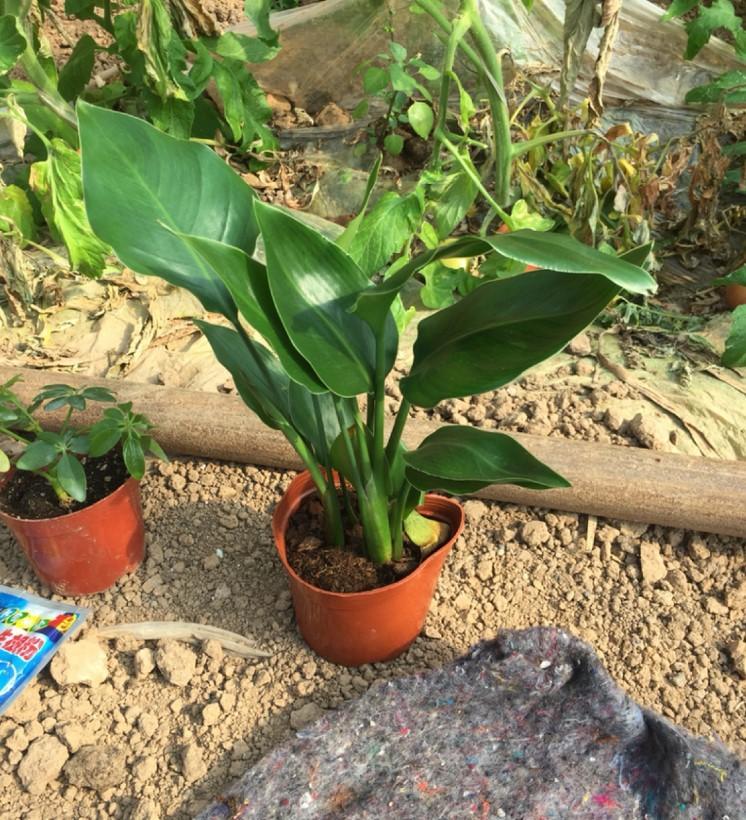 金钻兰和鹤望兰怎么养忌讳什么「图文」 -骁龙网