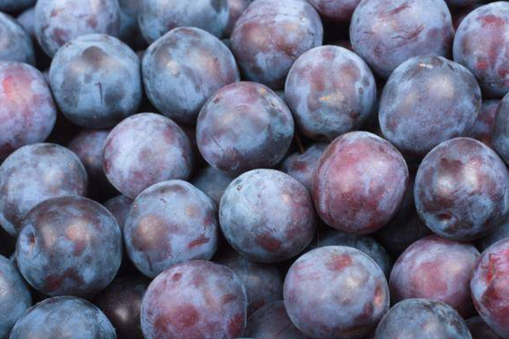 美国黑布林口碑跌至冰点，原产于我国的9个李子，你识得几个？