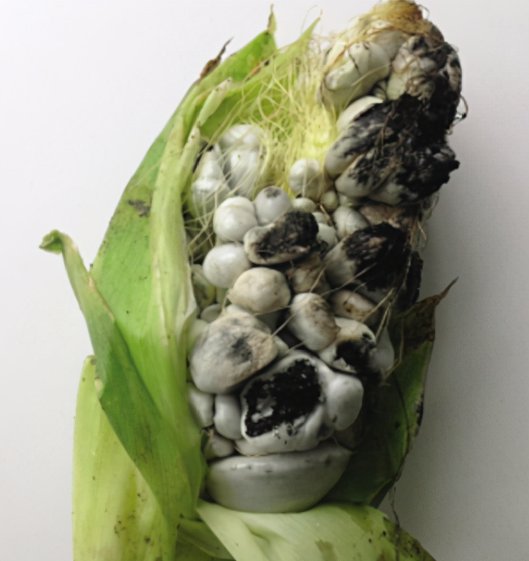 玉米长"黑包"是天然黑松露?农村当它是害虫,却被老外视如珍宝