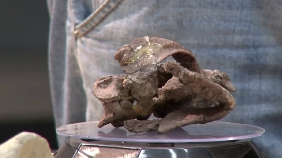 中国科学家疑似发现恐龙dna,"复活"恐龙不是梦?