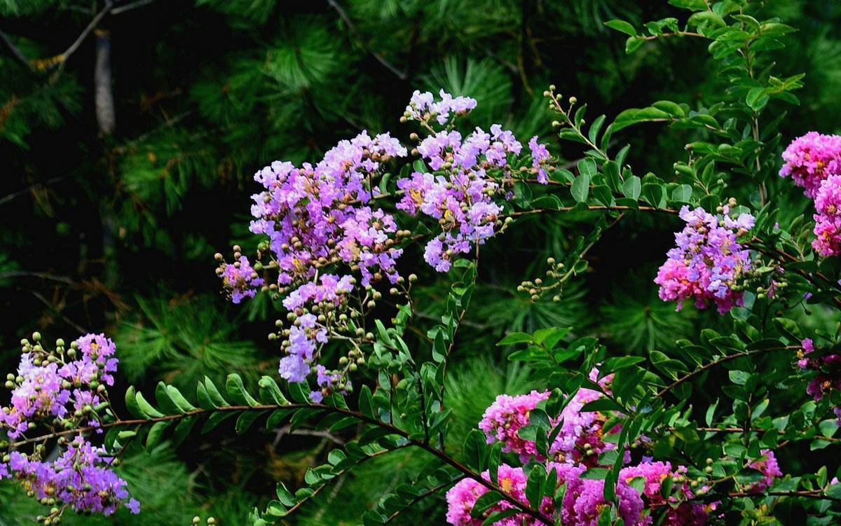 生命力顽强，开花成球的紫薇花，注意这2点，养护时很轻松