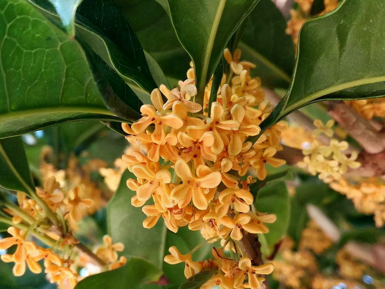 桂花树的样子（种植桂花前必须知道的注意事项）