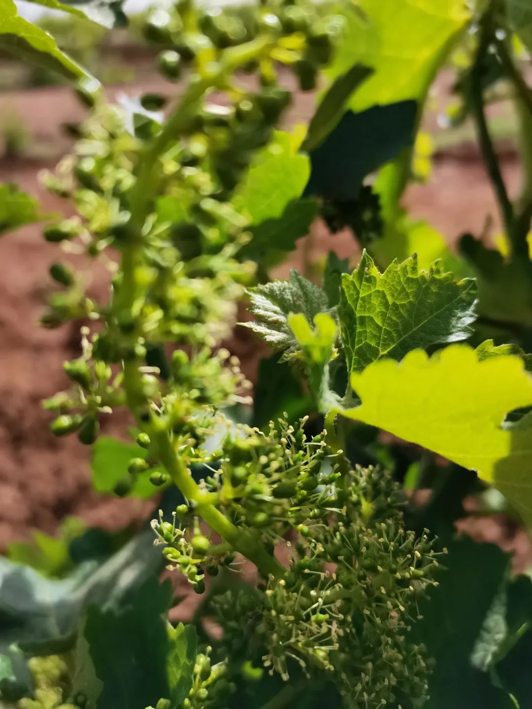 葡萄花开,静待硕果